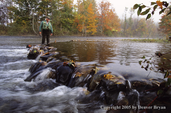 Flyfisherman on autumn colored stream.