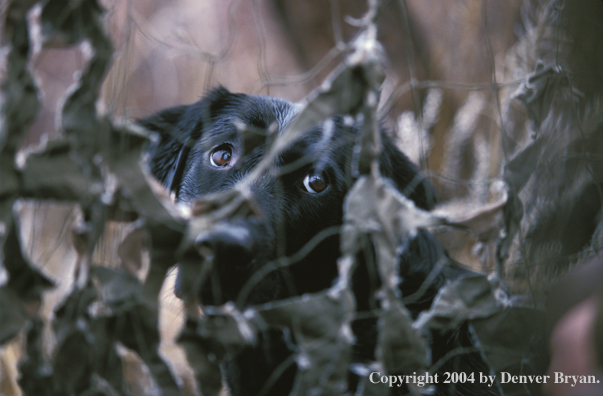 Black Labrador Retriever in blind 