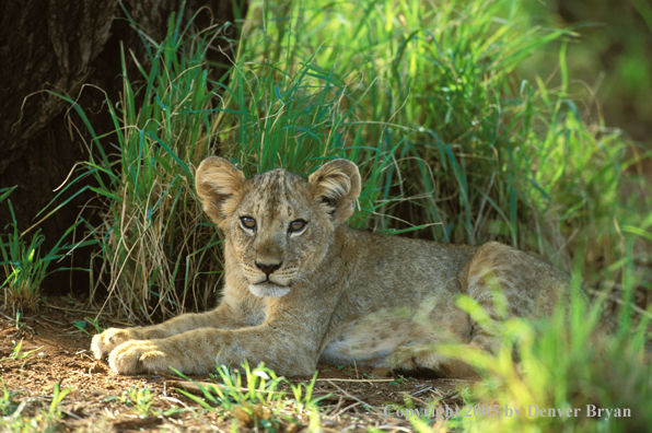 Lion cub in habitat. Africa