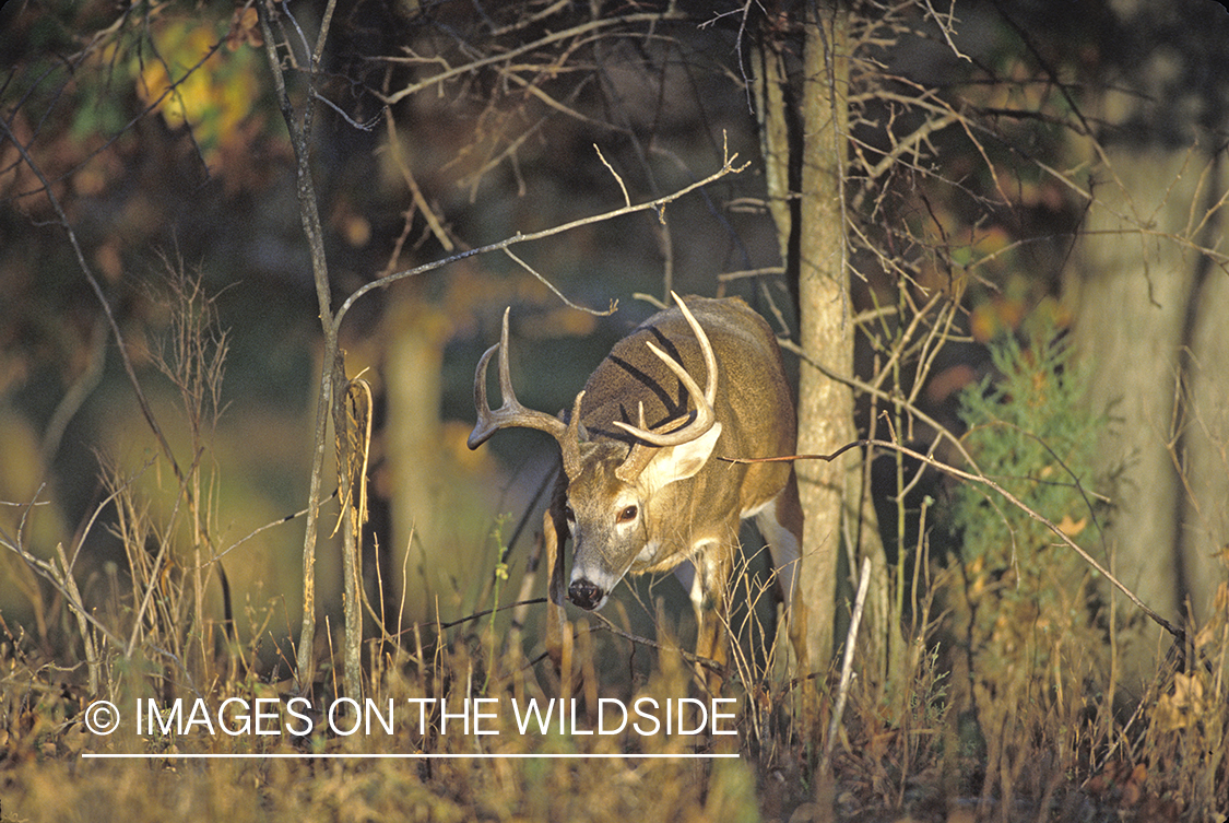 Whitetail deer in habitat.