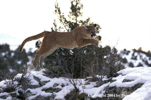 Mountain lion jumping