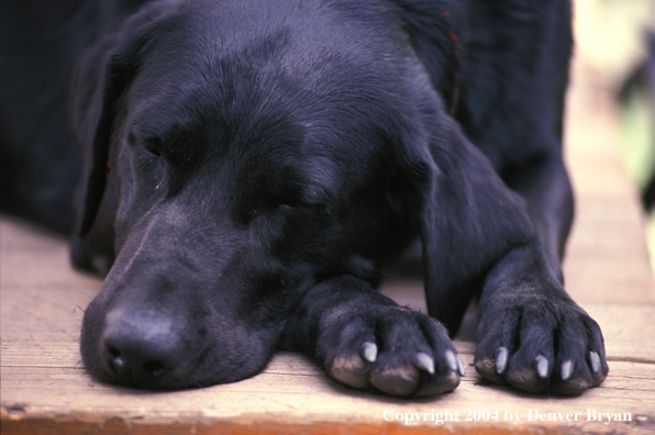 Black Labrador Retriever sleeping