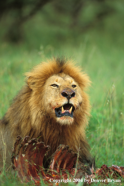 Male African lion feeding. Africa