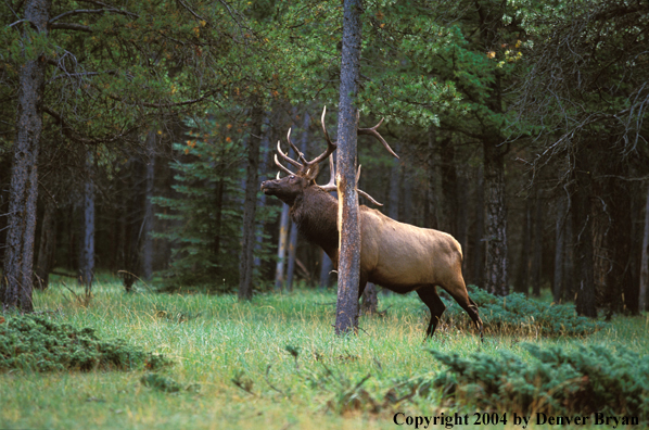 Bull elk at rub.