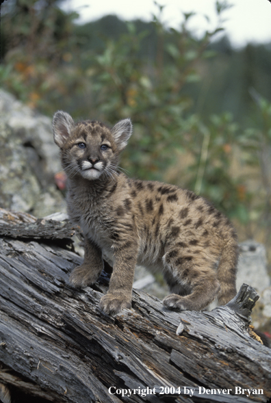 Mountain lion cub in habitat