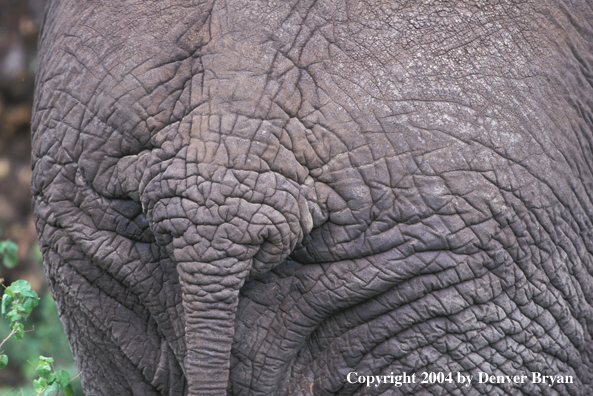 Close-up of elephant skin texture.