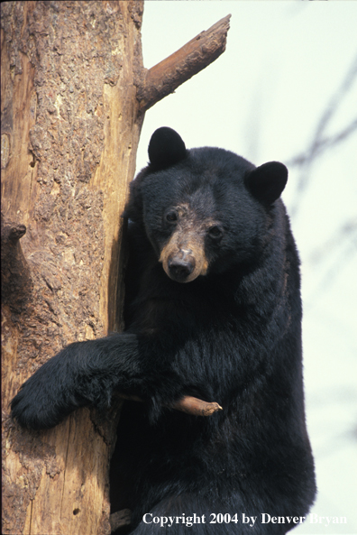 Black Bear up a tree.