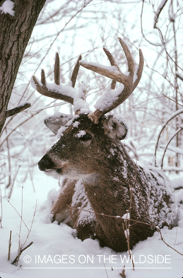 Whitetailed deer bedded down.