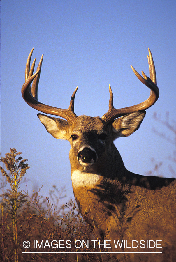 Whitetailed deer in habitat.