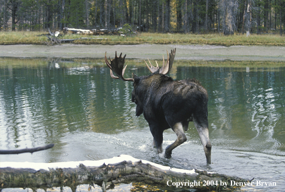 Bull moose in habitat.