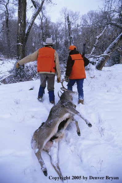 Father and son hunters dragging whitetail deer through the woods in winter.