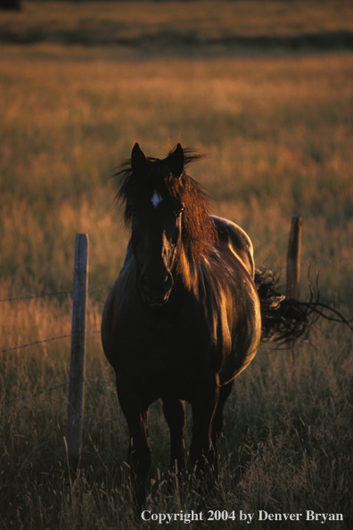 Black horse in pasture.