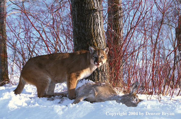 Mountain lion with kill.