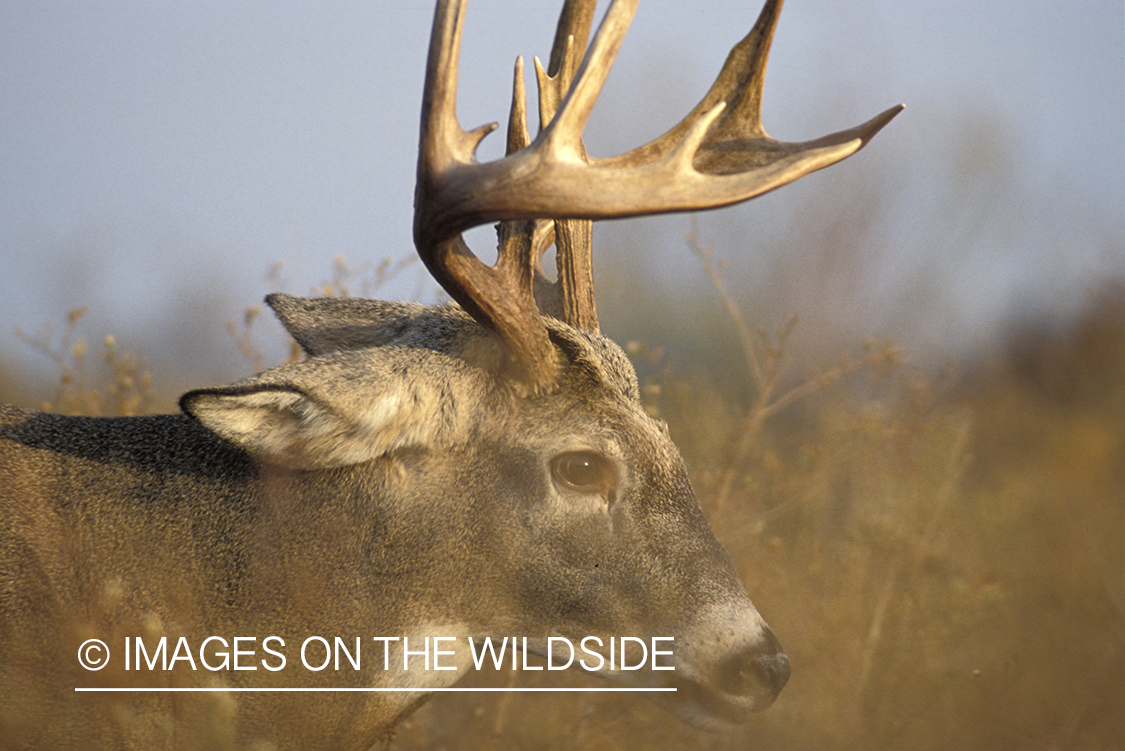 Whitetail deer in habitat.