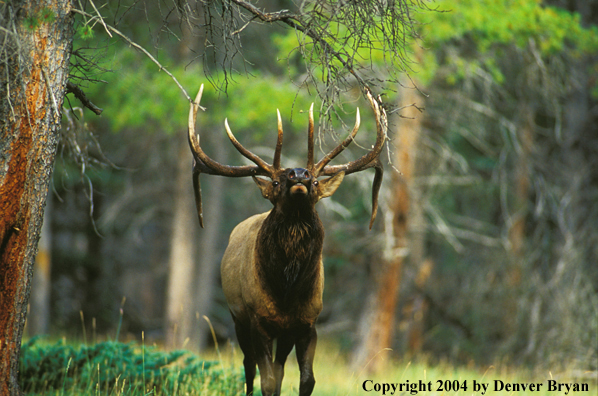 Bull elk bugling.