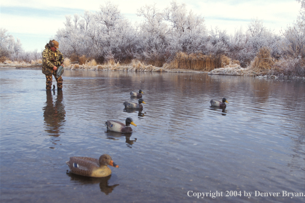 Waterfowl hunter setting decoys.