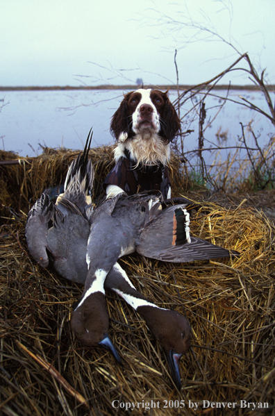 Springer spaniel with bagged game.