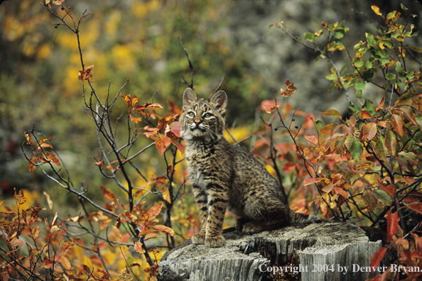 Bobcat kitten on tree stump.