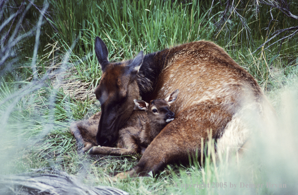 Cow cleaning newborn calf.