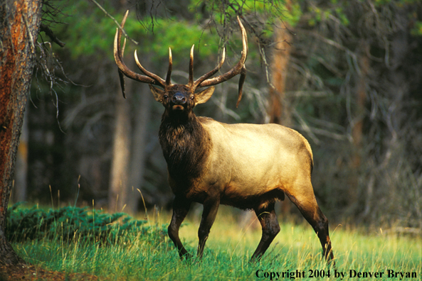 Bull elk in habitat.