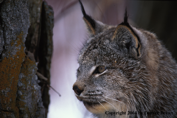 Lynx in habitat.