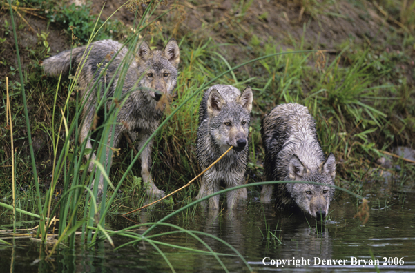 Grey wolf pups at river bank.