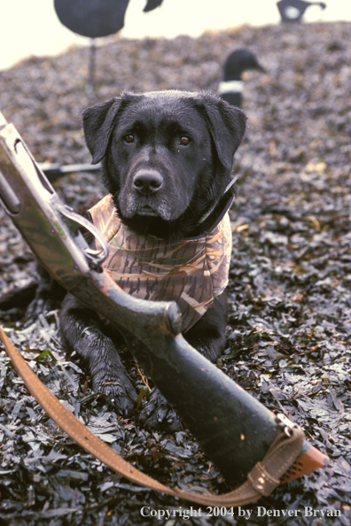 Black Labrador Retriever with shotgun 