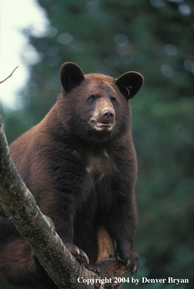 Black Bear up a tree.