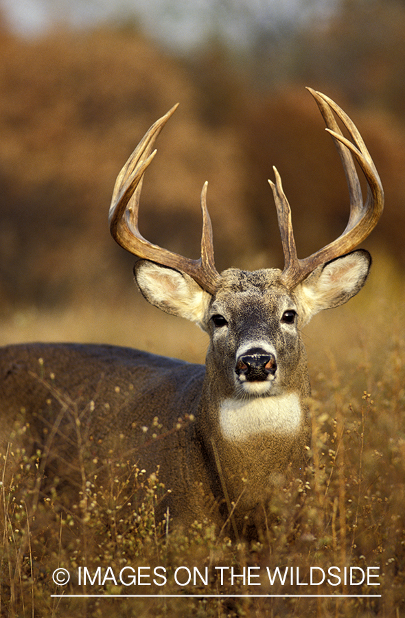 Whitetail deer in habitat.