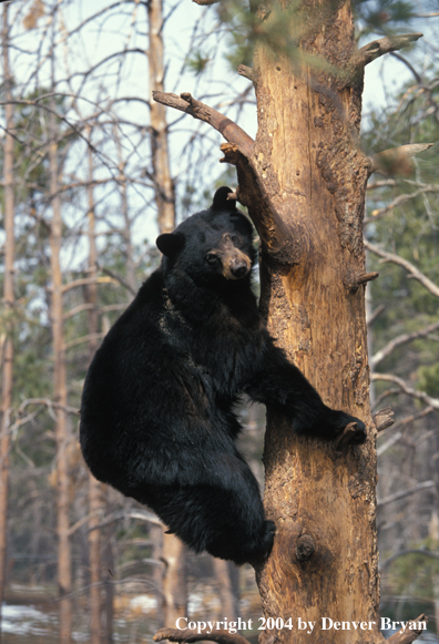 Black Bear up a tree.