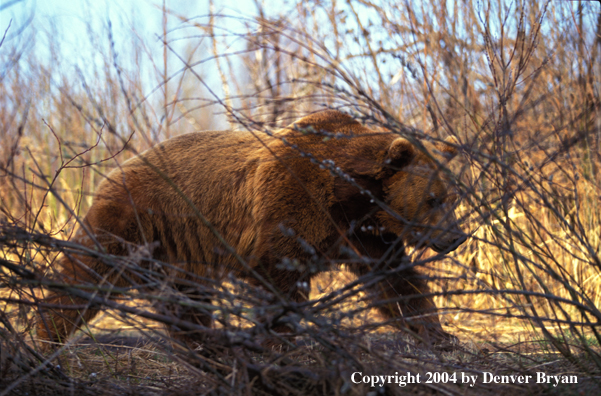 Grizzly Bear walking through brush