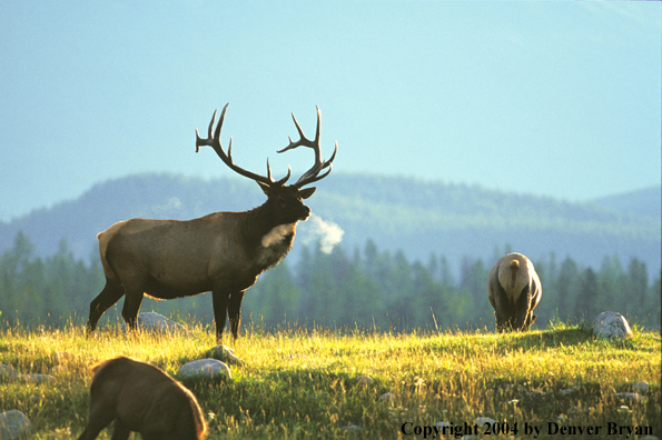 Bull elk in habitat.