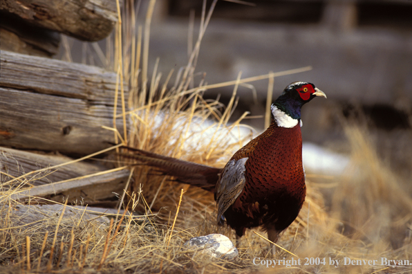 Ring-necked Pheasant standing by wood pile