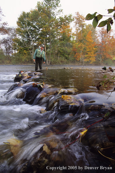 Flyfisherman on autumn colored stream.