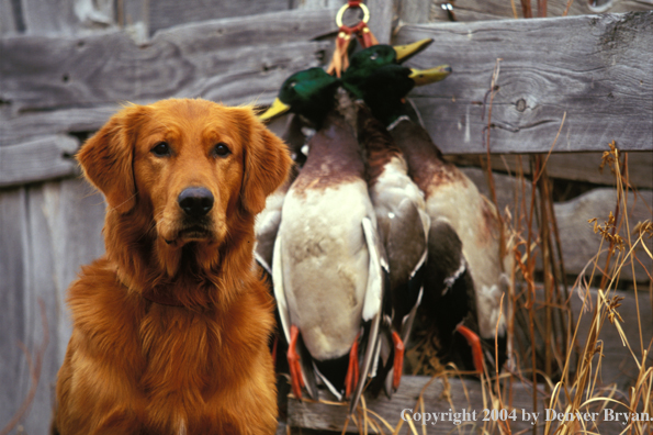 Golden Retriever with bagged ducks.  