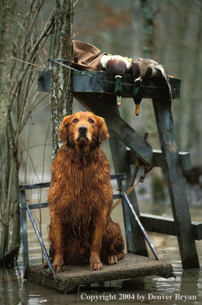 Golden Retriever on stand.  