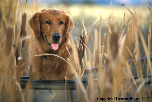 Golden Retriever in boat.