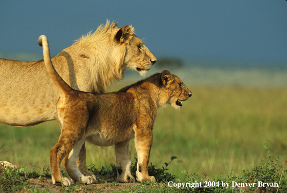 Male African lion and cub.  Africa