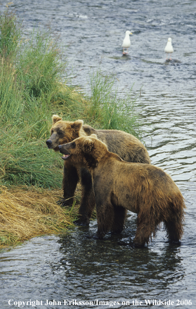 Brown bears in habitat. 