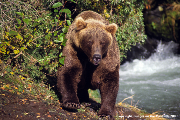 Brown Bear in habitat