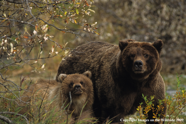 Brown Bear in habitat  with cub