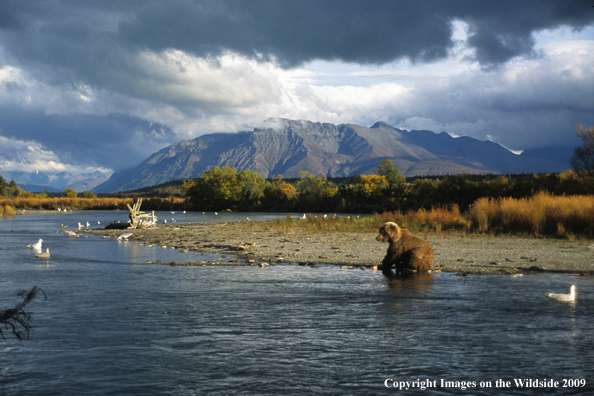 Brown Bear in habitat