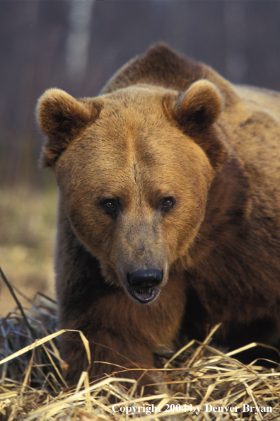 Grizzly Bear walking (portrait)