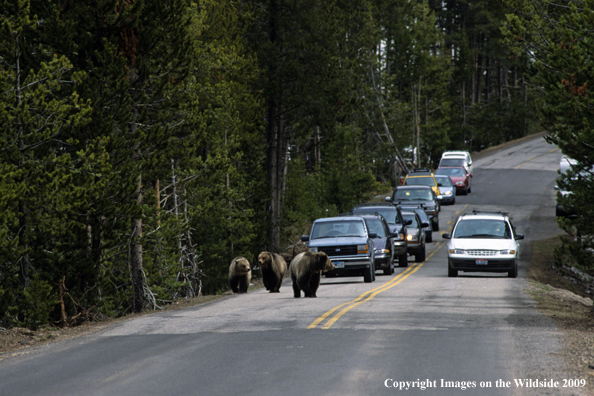 Grizzly bears on road