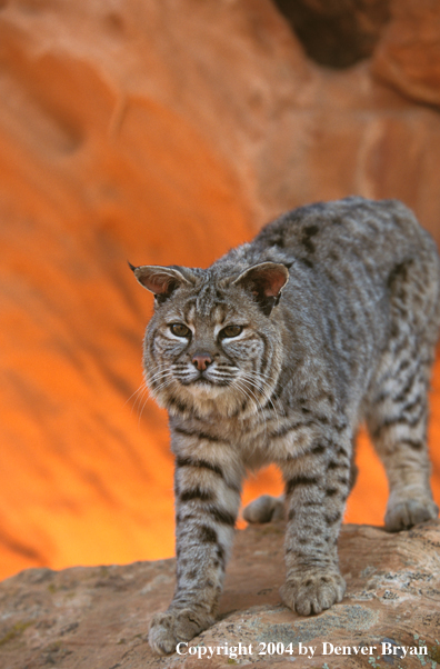 Bobcat in habitat.