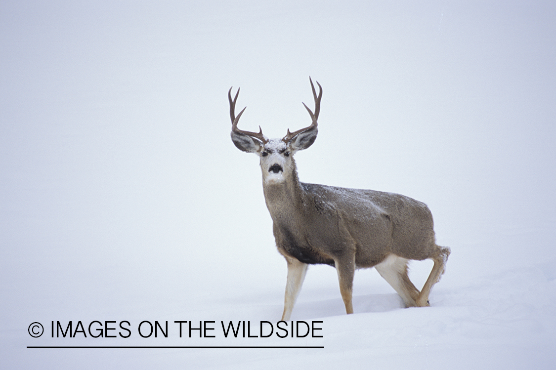 Mule deer in habitat.