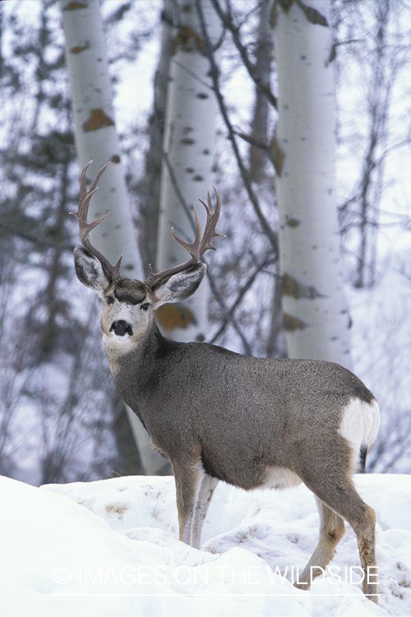 Mule deer in winter.