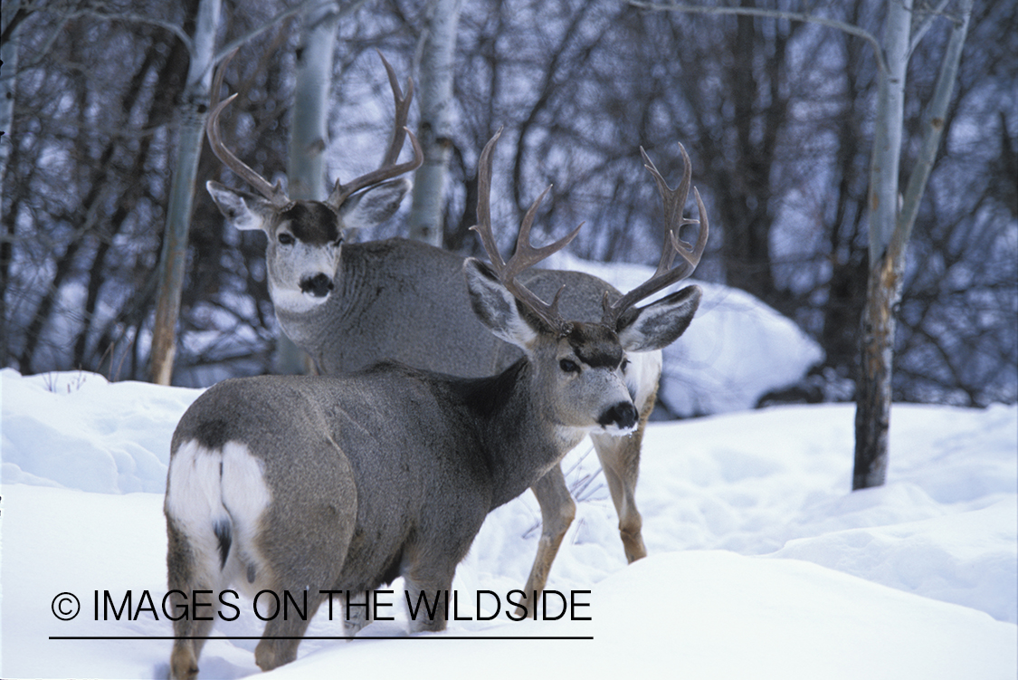 Mule deer bucks in winter.