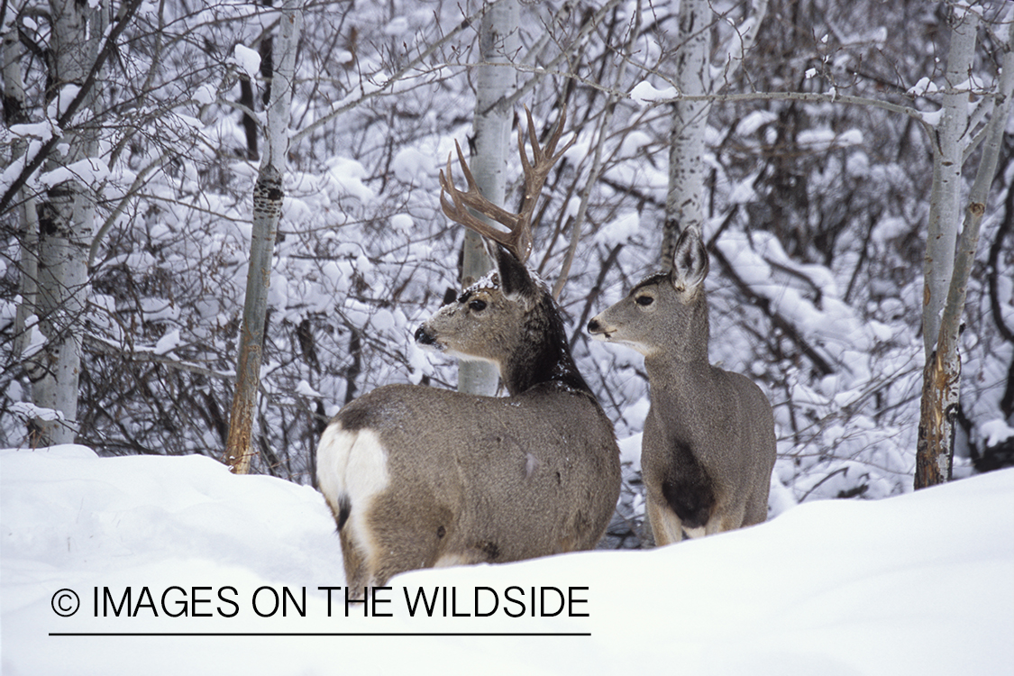 Mule deer buck and doe in winter.