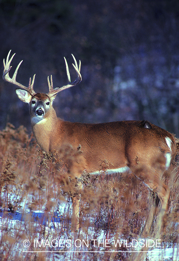 Whitetailed deer in habitat.